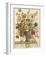 November, from 'twelve Months of Flowers' by Robert Furber (C.1674-1756) Engraved by Henry Fletcher-Pieter Casteels-Framed Giclee Print