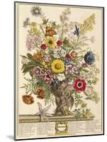 November, from 'twelve Months of Flowers' by Robert Furber (C.1674-1756) Engraved by Henry Fletcher-Pieter Casteels-Mounted Giclee Print