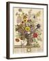 November, from 'twelve Months of Flowers' by Robert Furber (C.1674-1756) Engraved by Henry Fletcher-Pieter Casteels-Framed Giclee Print