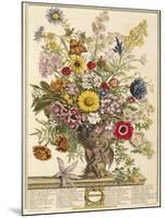 November, from 'twelve Months of Flowers' by Robert Furber (C.1674-1756) Engraved by Henry Fletcher-Pieter Casteels-Mounted Giclee Print