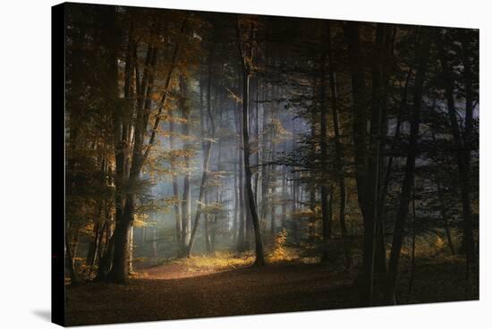 November Morning-Norbert Maier-Stretched Canvas