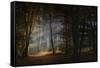 November Morning-Norbert Maier-Framed Stretched Canvas