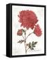 November Mum on White-Katie Pertiet-Framed Stretched Canvas
