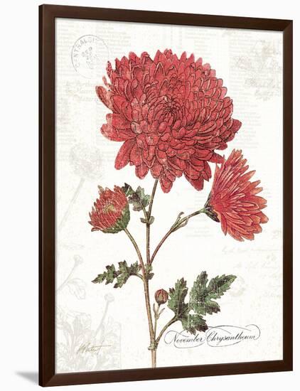 November Mum on White-Katie Pertiet-Framed Art Print