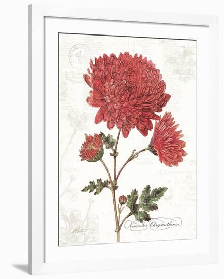 November Mum on White-Katie Pertiet-Framed Art Print