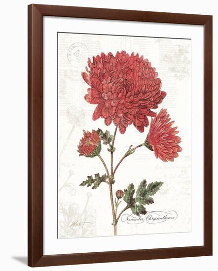 November Mum on White-Katie Pertiet-Framed Art Print