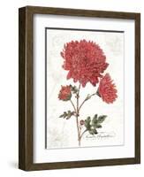 November Mum on White-Katie Pertiet-Framed Art Print