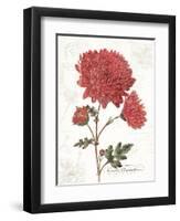 November Mum on White-Katie Pertiet-Framed Art Print