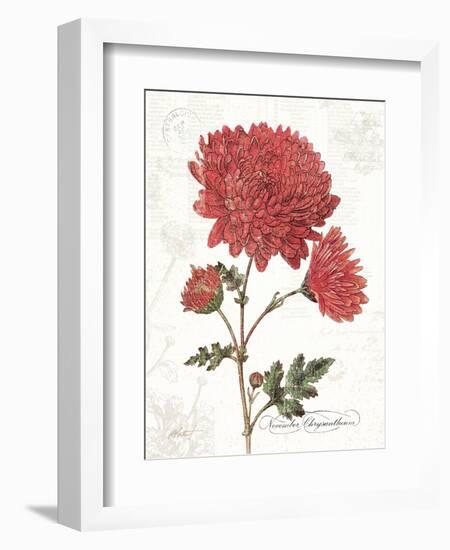 November Mum on White-Katie Pertiet-Framed Art Print