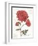 November Mum on White-Katie Pertiet-Framed Art Print