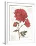 November Mum on White-Katie Pertiet-Framed Art Print