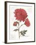 November Mum on White-Katie Pertiet-Framed Art Print