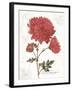 November Mum on White-Katie Pertiet-Framed Art Print