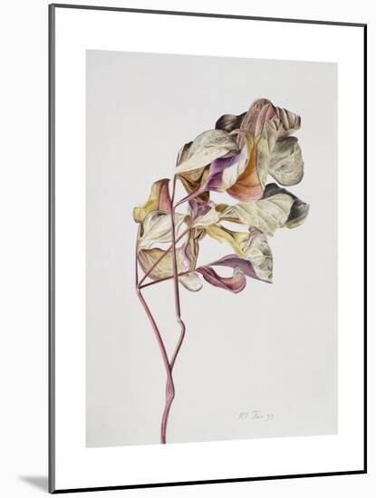 November Peony Leaves, 1999-Rebecca John-Mounted Giclee Print