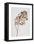 November Peony Leaves, 1999-Rebecca John-Framed Stretched Canvas