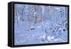 November Snow,Allestree Woods,Derby-Andrew Macara-Framed Stretched Canvas