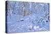 November Snow,Allestree Woods,Derby-Andrew Macara-Stretched Canvas