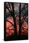 November Sunset Vertical-Robert Goldwitz-Framed Stretched Canvas