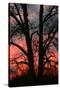 November Sunset Vertical-Robert Goldwitz-Stretched Canvas