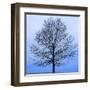 November Tree-James McLoughlin-Framed Art Print