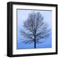 November Tree-James McLoughlin-Framed Art Print