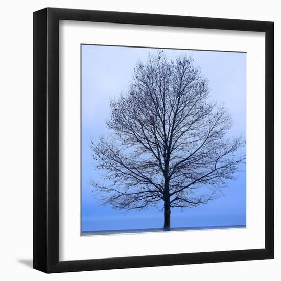 November Tree-James McLoughlin-Framed Art Print