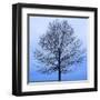 November Tree-James McLoughlin-Framed Art Print