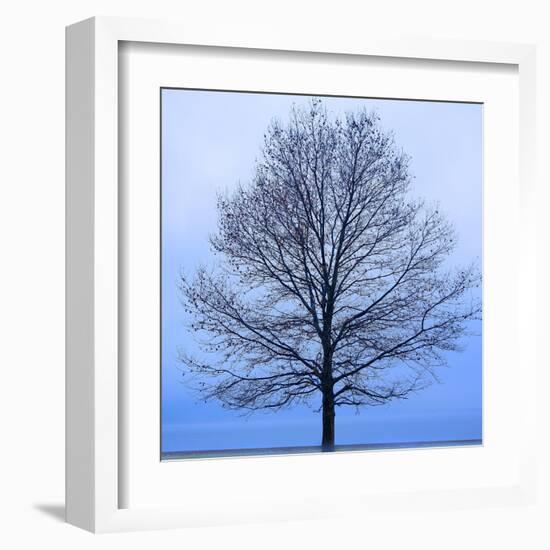 November Tree-James McLoughlin-Framed Art Print