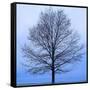 November Tree-James McLoughlin-Framed Stretched Canvas