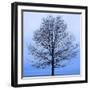 November Tree-James McLoughlin-Framed Art Print