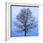 November Tree-James McLoughlin-Framed Art Print