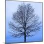 November Tree-James McLoughlin-Mounted Art Print