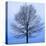 November Tree-James McLoughlin-Stretched Canvas