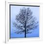 November Tree-James McLoughlin-Framed Art Print