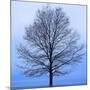 November Tree-James McLoughlin-Mounted Art Print