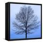 November Tree-James McLoughlin-Framed Stretched Canvas