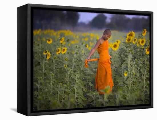 Novice Buddhist Monk Makes His Way Through a Field of Sunflowers as 10,000 Gather, Thailand-null-Framed Stretched Canvas