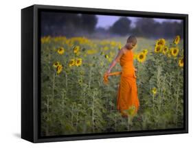 Novice Buddhist Monk Makes His Way Through a Field of Sunflowers as 10,000 Gather, Thailand-null-Framed Stretched Canvas