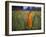 Novice Buddhist Monk Makes His Way Through a Field of Sunflowers as 10,000 Gather, Thailand-null-Framed Photographic Print