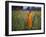 Novice Buddhist Monk Makes His Way Through a Field of Sunflowers as 10,000 Gather, Thailand-null-Framed Photographic Print