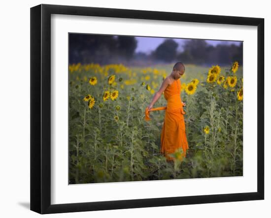 Novice Buddhist Monk Makes His Way Through a Field of Sunflowers as 10,000 Gather, Thailand-null-Framed Photographic Print