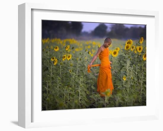 Novice Buddhist Monk Makes His Way Through a Field of Sunflowers as 10,000 Gather, Thailand-null-Framed Photographic Print