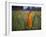 Novice Buddhist Monk Makes His Way Through a Field of Sunflowers as 10,000 Gather, Thailand-null-Framed Photographic Print