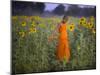 Novice Buddhist Monk Makes His Way Through a Field of Sunflowers as 10,000 Gather, Thailand-null-Mounted Photographic Print