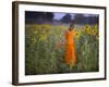 Novice Buddhist Monk Makes His Way Through a Field of Sunflowers as 10,000 Gather, Thailand-null-Framed Photographic Print