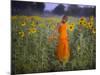 Novice Buddhist Monk Makes His Way Through a Field of Sunflowers as 10,000 Gather, Thailand-null-Mounted Photographic Print