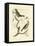 Nozeman Birds II-Nozeman-Framed Stretched Canvas