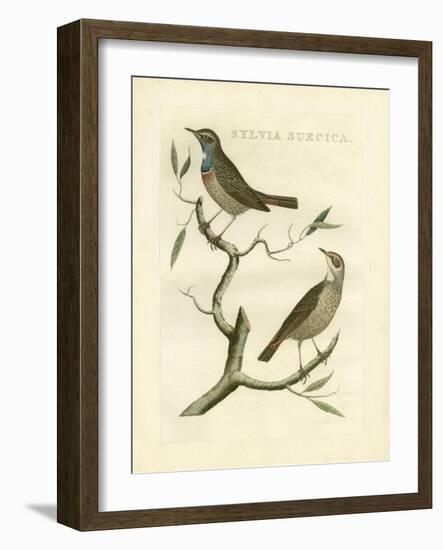 Nozeman Birds II-Nozeman-Framed Art Print