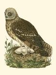 Nozeman Owls II-Nozeman-Art Print