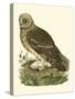 Nozeman Owls I-Nozeman-Stretched Canvas